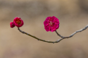 梅花