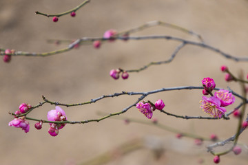 梅花