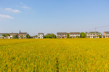 太仓时思农村风光