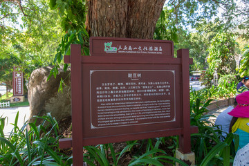 海南三亚南山旅游区酸豆树介绍牌