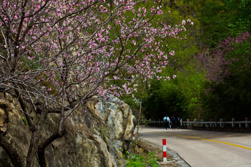 桃花峪风光