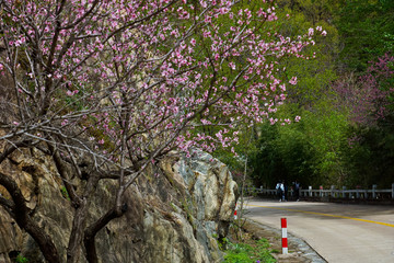 泰山桃花峪风光