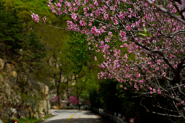 泰山桃花源风光