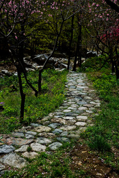 泰山桃花峪