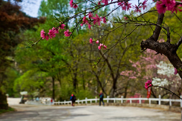 泰山桃花峪风光