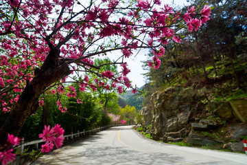 泰山桃花峪