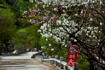 泰山桃花峪风光