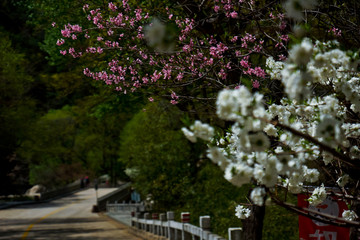 泰山桃花峪风光