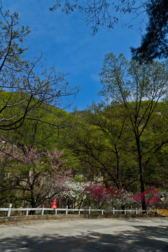 泰山桃花峪风光