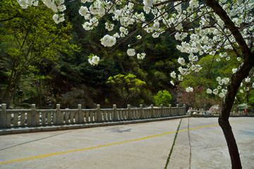 泰山桃花峪风光