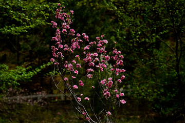 樱花