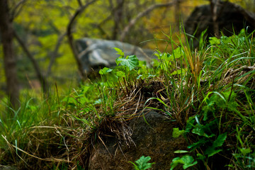 苔藓野草背景