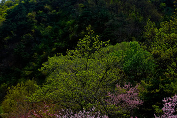 泰山桃花峪风光