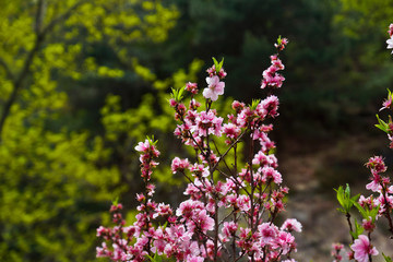 泰山桃花峪