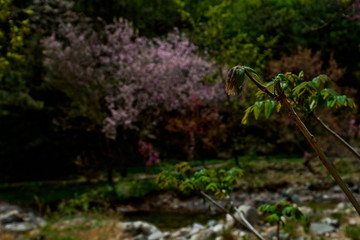 泰山桃花峪风光