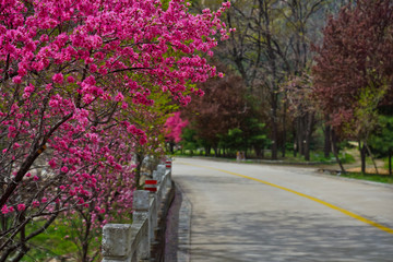 泰山桃花峪