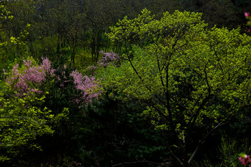 泰山桃花峪