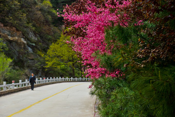 泰山桃花峪风光