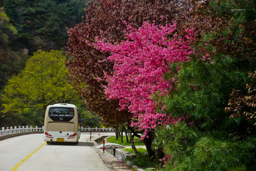 泰山桃花峪