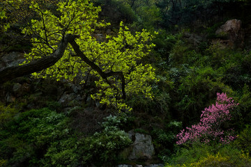 泰山桃花峪