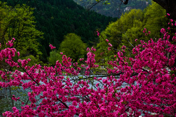 泰山桃花峪