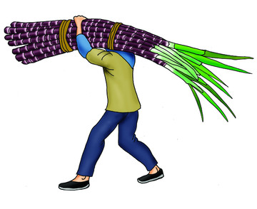 扛甘蔗