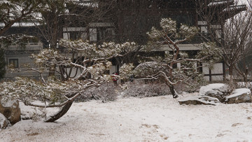 雪后植物雪景