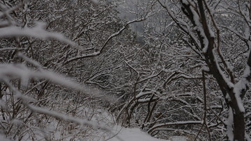 雪地树林