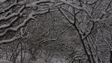 雪地树林