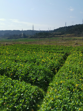 原野油菜