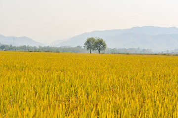 田野