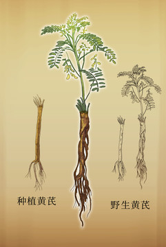 野生黃芪