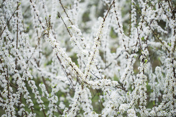 李花