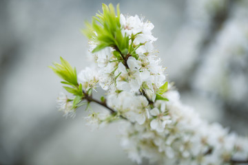 李花