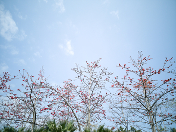 木棉花树