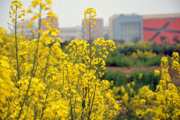 油菜花