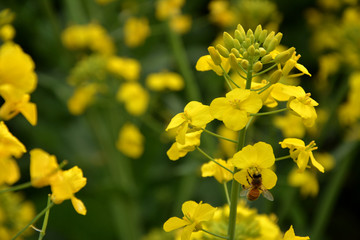 油菜花