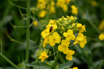 油菜花