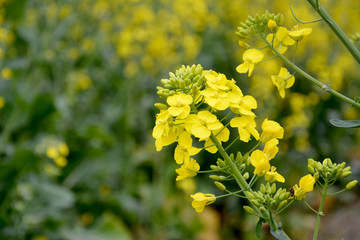 油菜花