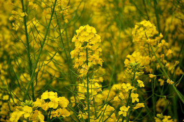 油菜花