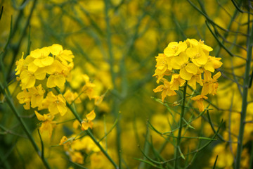 油菜花