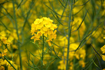 油菜花