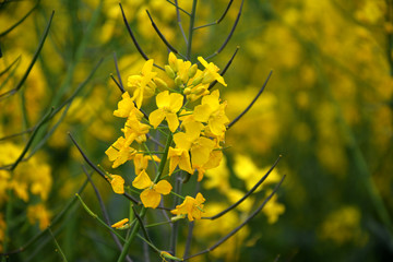 油菜花