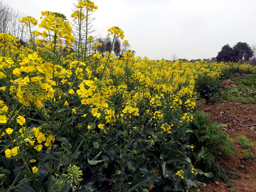 油菜花