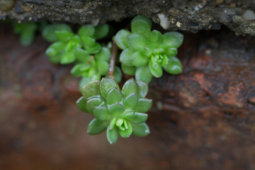 驱蚊草