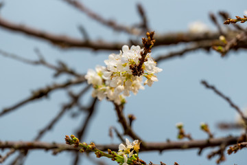 梨花