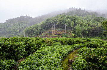 福鼎白茶