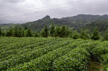 福鼎白茶