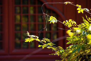 北京大觉寺