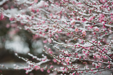 春梅花开